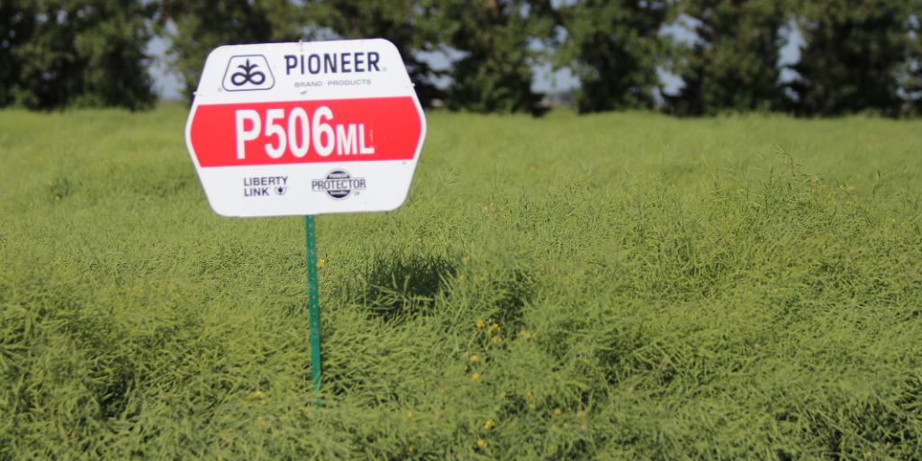 PioneerSeedsCA tweet picture
