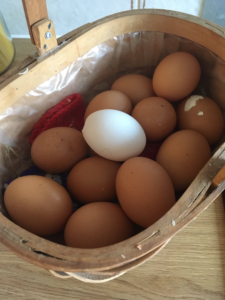 melcambage's tweet photo. Tea tonight is mainly from the garden (and the chickens!) #itsthegoodlife https://t.co/2SMLQhlRPS