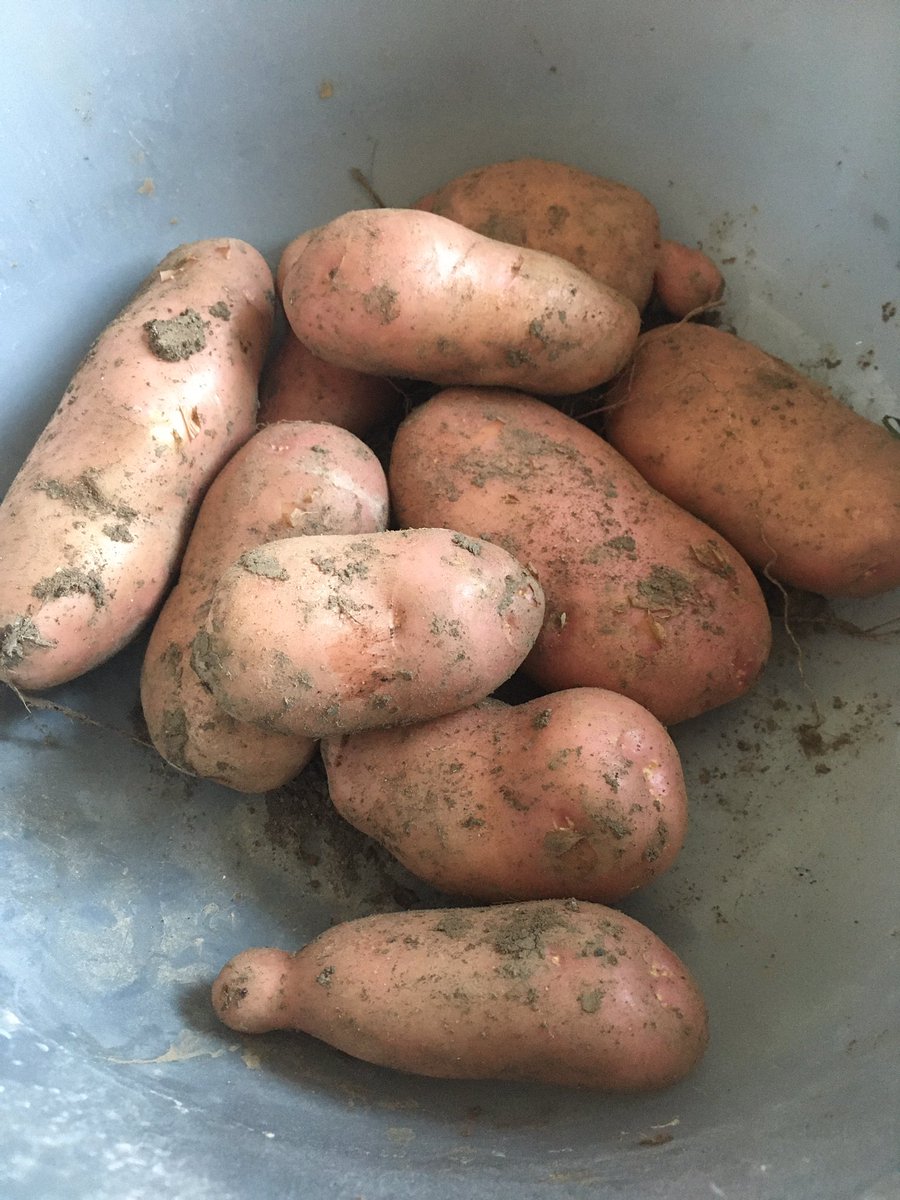 melcambage's tweet photo. Tea tonight is mainly from the garden (and the chickens!) #itsthegoodlife https://t.co/2SMLQhlRPS