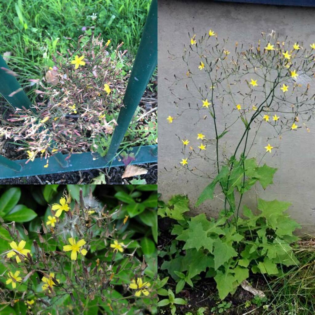 Day 20: Wall Lettuce (Lactuca Muralis or Mycelis Muralis)  #SeymourParkOT #nationalmeadowsday

# A perennial flowering plant in the dandelion tribe within the daisy family. Its chief characteristic is its open airy clumps of yellow flowers. Each "flower"… instagr.am/p/CDzDHerAXKQ/