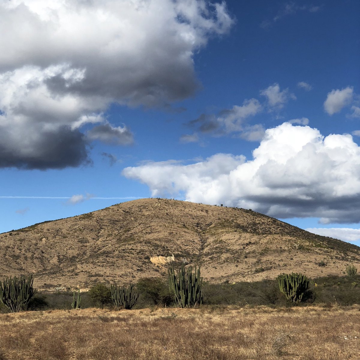 LeyendasMezcal's tweet photo. πβπ πΆπππ‘πππ ππππππ¦π
β‘οΈ
β‘οΈ
β‘οΈ
#mezcal #oaxaca #centralvalley #mexico #triptomexico #artisanalmezcal #leyendamezcal #mezcaldeleyendas #beauty #nature #valley #wednesdayvibes #spiritsfrommexico #agave #cactus #maguey https://t.co/GToCMMDWvn