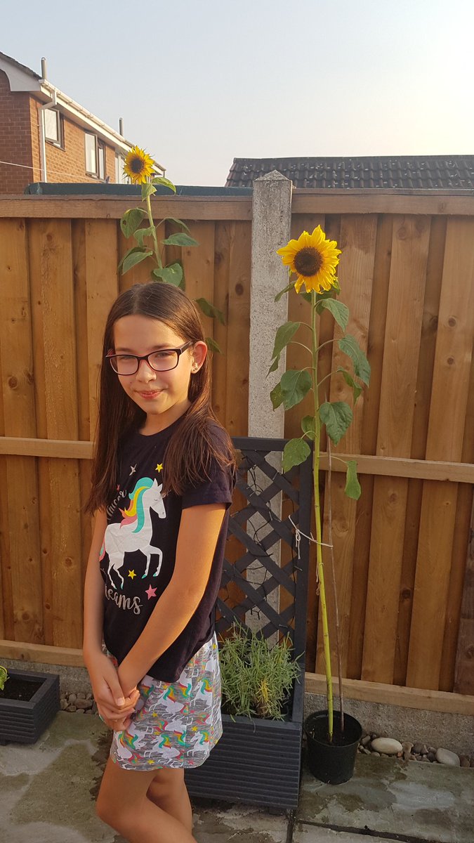 EndersbyShaz's tweet photo. @JCAWakefield ruby's sunflowers https://t.co/AOh4AfOHf7
