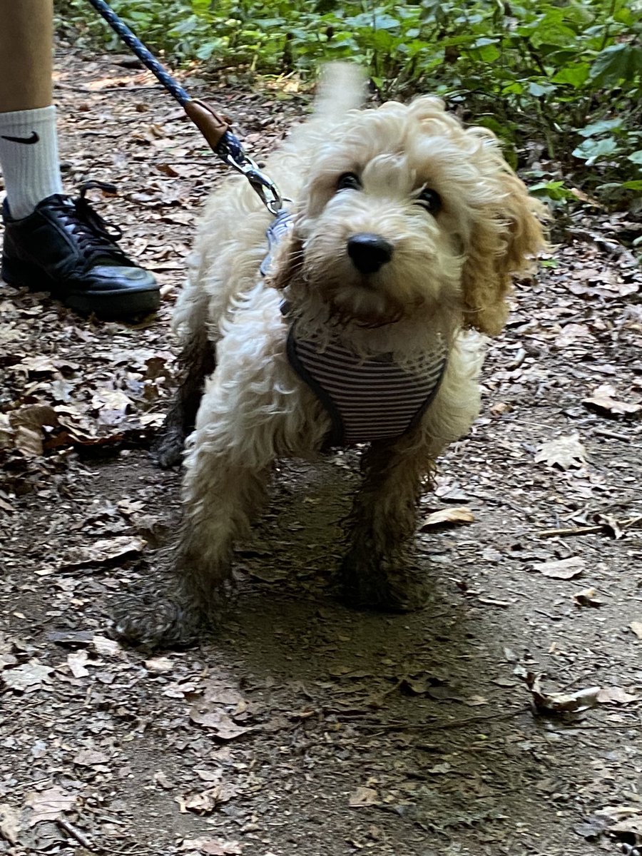 JaseEFCJones's tweet photo. #cockerpoo #mud #delamereforest https://t.co/Rw8gT3aIz6