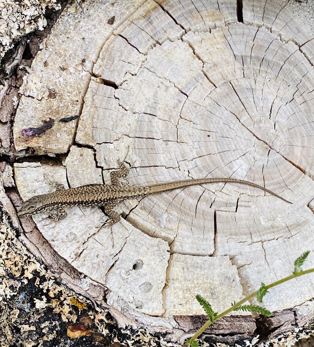 KaptistoDeLumo's tweet photo. Camouflage 

#lizard #lizardsofinstagram #wood #garden #summer #brown #inlovewithnature #inlovewithphotography #iphone11pro #stuttgart https://t.co/vFmVqmu19x