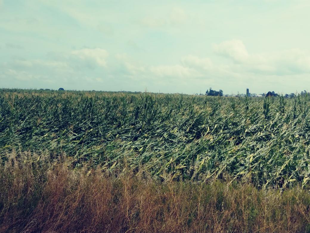 Dustin_IAAgBiz's tweet photo. #DerechoDay +2 #SameField of #Iowa #corn.  I'm trying to remain ever optimistic. It looks like the corn is trying to raise a little higher than it did yesterday, but there's a long way to go. I did note a field or 2 north of DSM that we're starting to Yellow. #IowaAg https://t.co/vgHrbxQQ1I