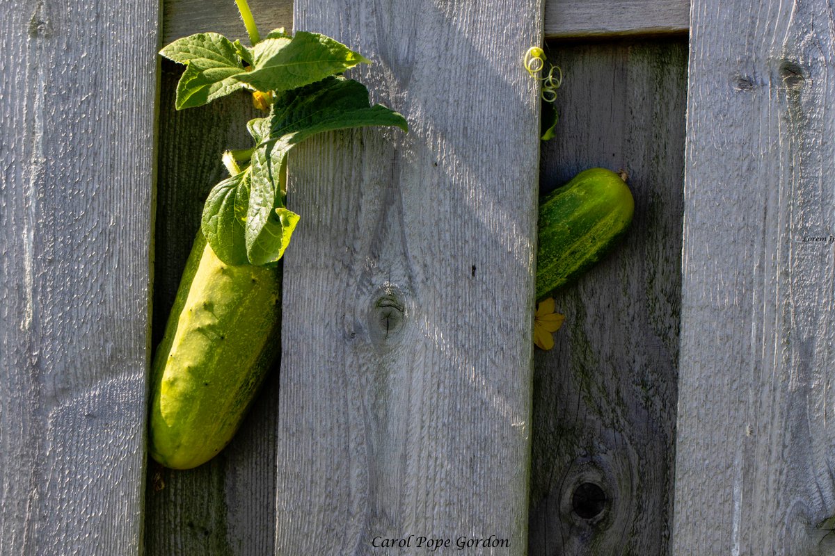 carolpopegordon's tweet photo. Sneaky cucumbers escaping on the back side of my fence. #backyard #gardening #veggieproblems #reallyreallystuck https://t.co/xerMYfNReE
