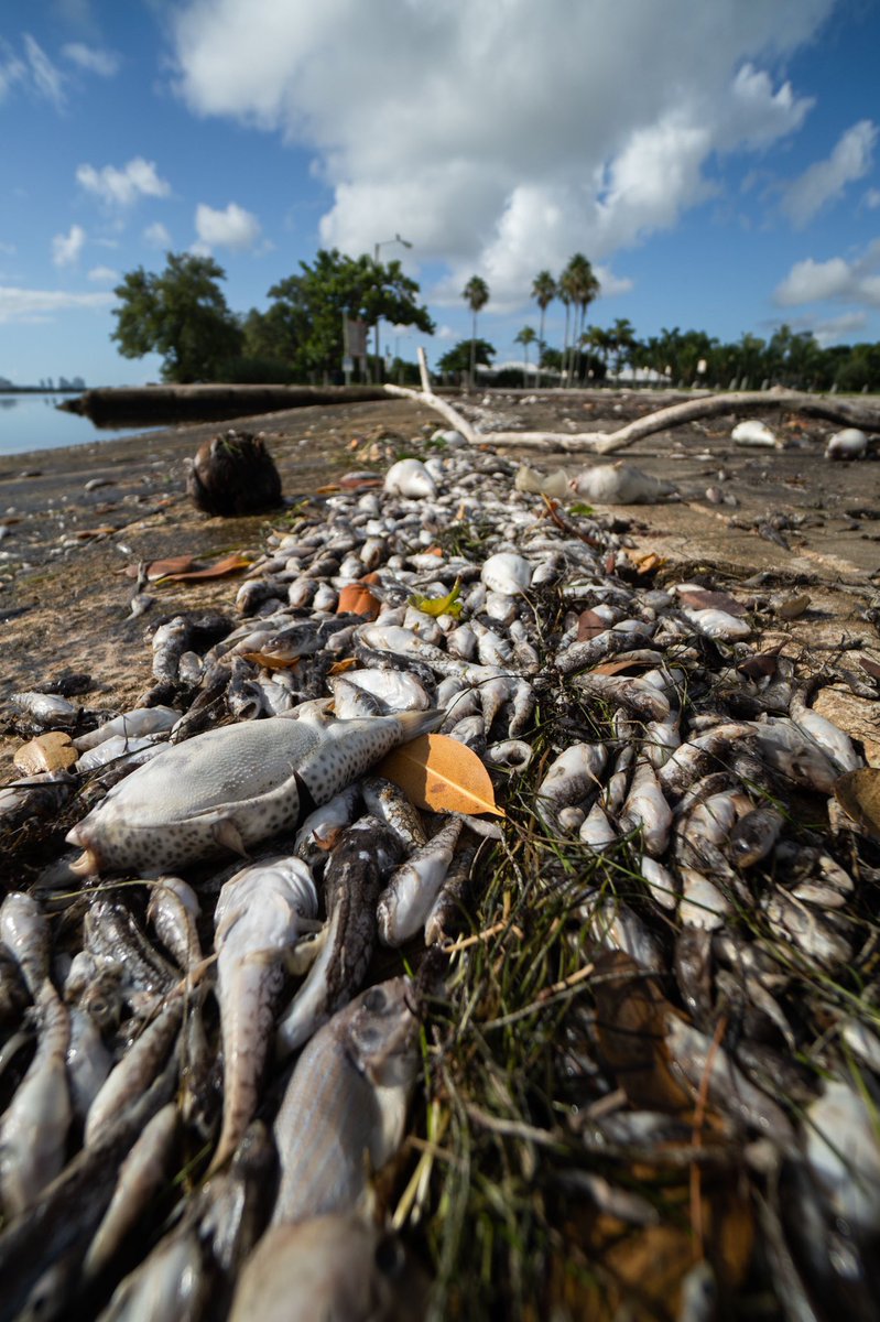 FrancisSuarez's tweet photo. What we are seeing in Biscayne Bay today is unprecedented. There were warning signs last year when the sea grass began withering, but fish dying at this level is proof of increasingly uninhabitable waters and this is unacceptable. @CLEOInstitute @MiamiWaterkpr @sendit4thesea https://t.co/WbaU6poj03