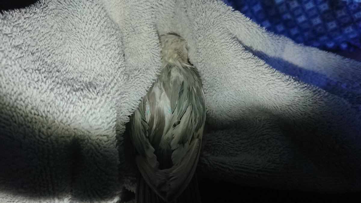 @autisticaspec Birds, nice birds but its sleeping time for them so here is an old photo of hide and seek, their fav game