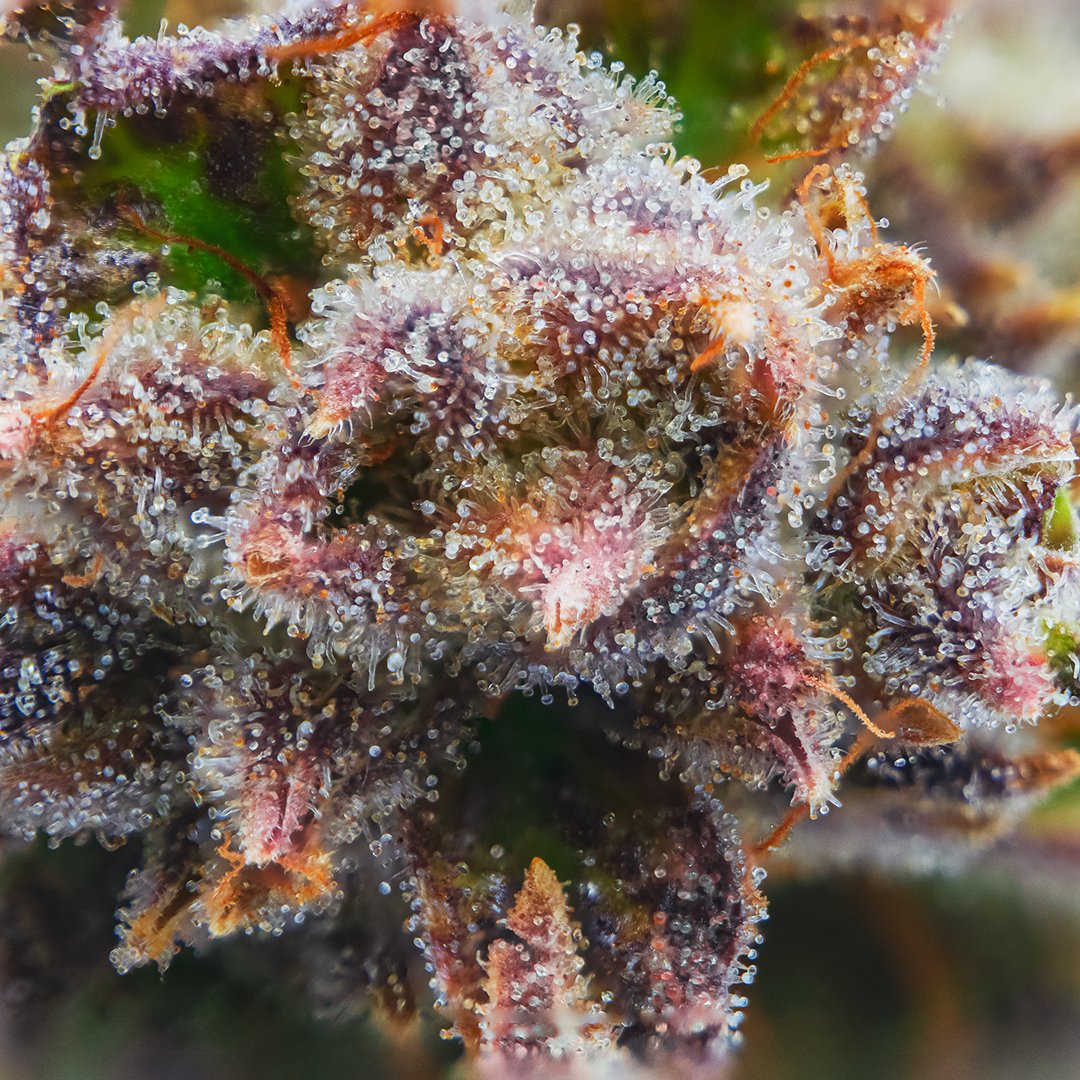 NuvuePharma's tweet photo. Our cultivation team is at it again rockin' another amazing harvest.
Check out these examples of #SunsetMac #HotepHaze and #Cleo.
Fear not #MedPatients... the grow team will get to the #MedicalCannabis strains coming out this harvest. We'll give you a preview of things to come https://t.co/vZrWa9jtJf