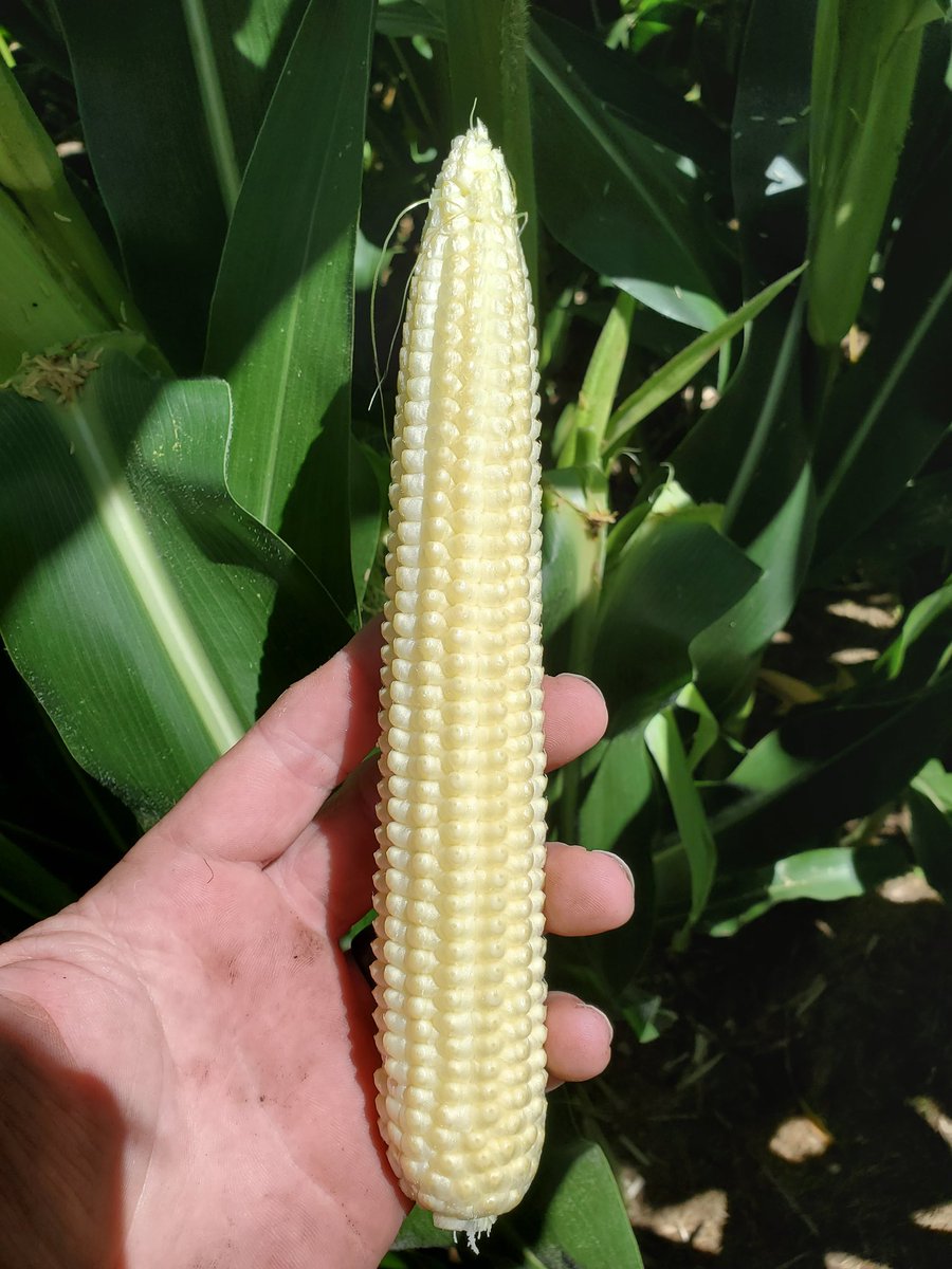 Steve Koeman © tweet media