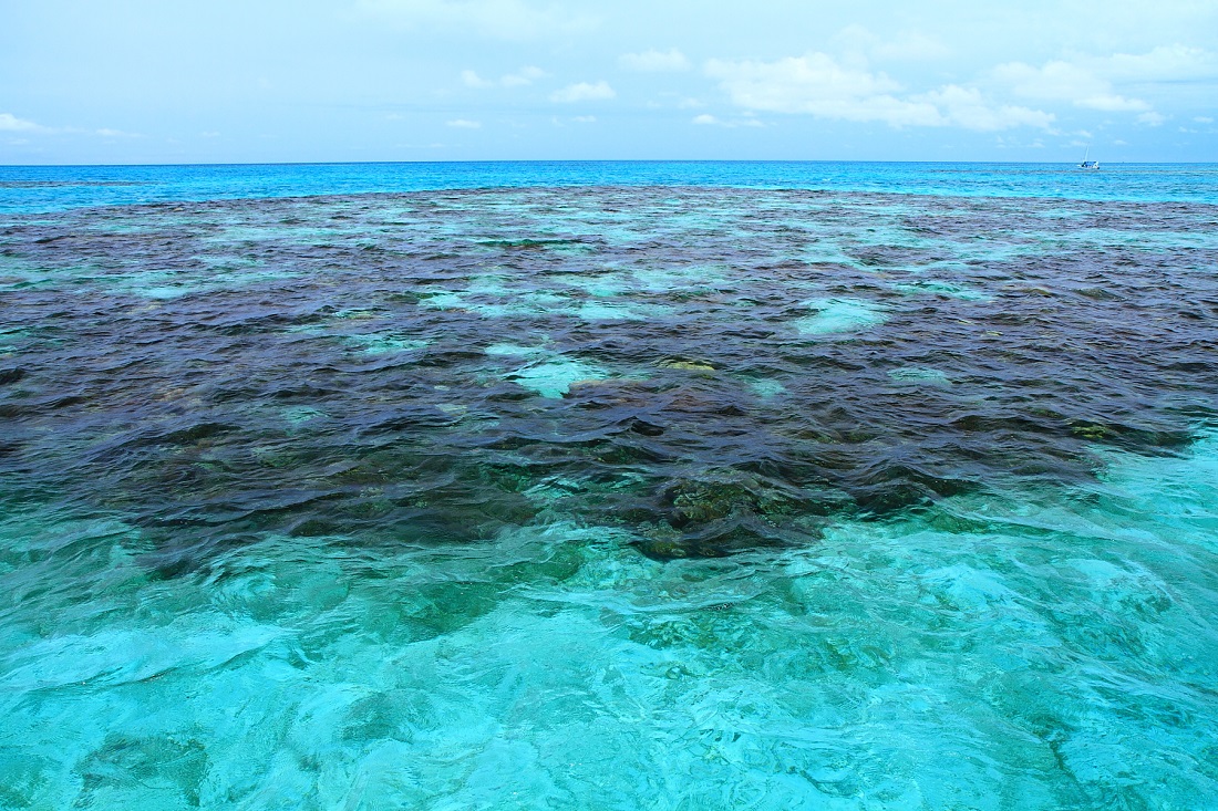 EDFOceans's tweet photo. NEW: #Belize takes another step in conservation leadership by expanding their marine protected areas. @EDFOceans congratulates the Belizean government for their commitment to sustainable #ocean ecosystems! https://t.co/JnwO1aeOZM https://t.co/yB52xNNYm3