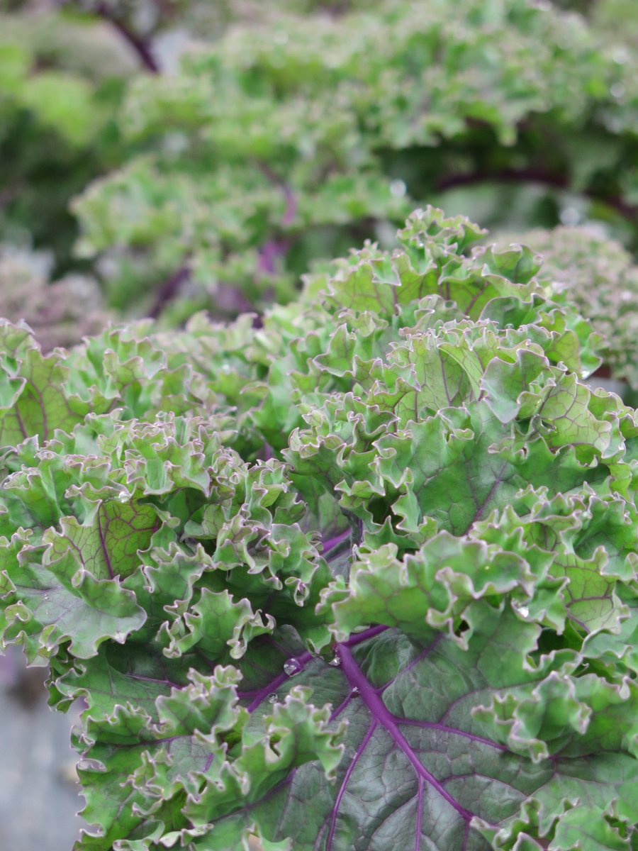 EvergreenHerbsL's tweet photo. Summer is beautiful, as well as this Locally Grown Purple Kale!
Remember to support your local farmers, growers and restaurants!
#supportlocal #locallygrown #leafygreens #kale #healthyeating #freshoffthefarm https://t.co/zqxv1Klj2w