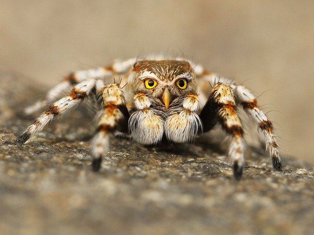 MNpoisoncenter's tweet photo. Did you know that venomous and poisonous are not the same thing?
Check out this article to learn more about their differences: https://t.co/wot3ZrdW8p
#PreventPoison #venom #venomousanimals #poison #poisonousanimals https://t.co/rE89ykZWjm