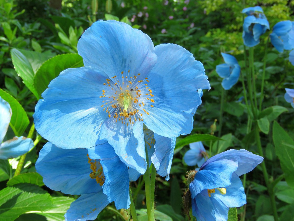 Himalayan blue poppy: tied to imagination, luxury, and success