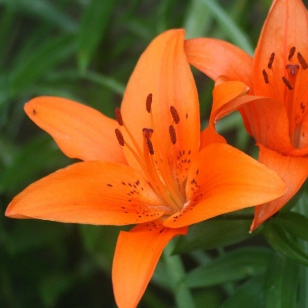 tiger lily: prosperity and abundance