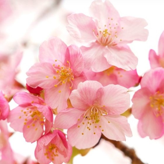 cherry blossom: beauty of life and spring