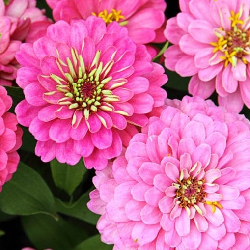 zinnia: friendship and longevity