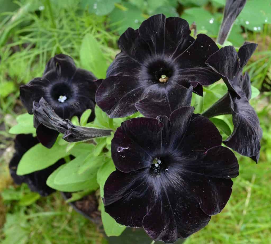 black velvet petunia: strength, uniqueness, and insurrection