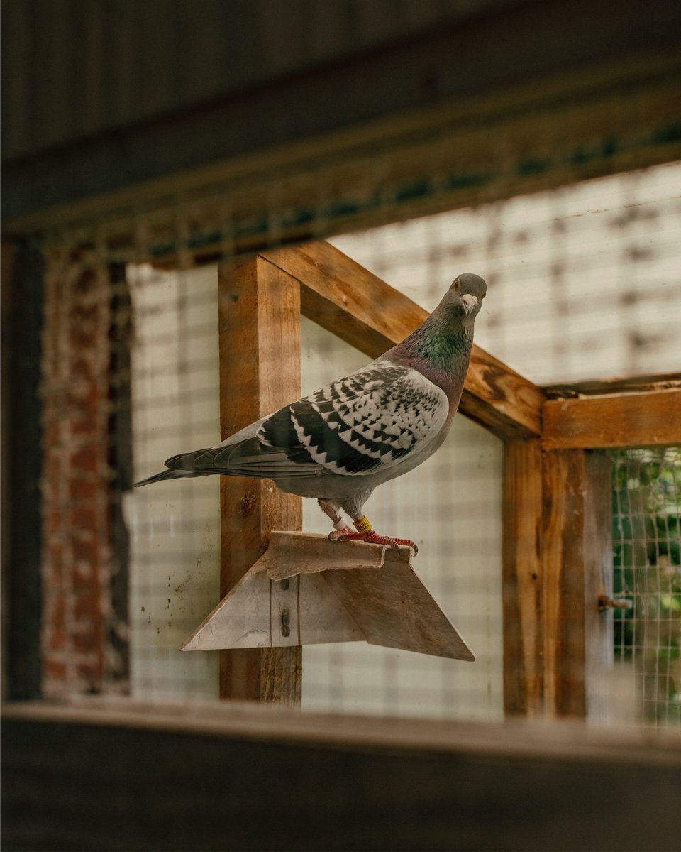 A few images from my new ongoing project, 'Homecoming' which explores the unusual world of pigeon fancying! A few weeks ago I spent the morning with Keith Cousins at his home in Goodwick with his 100 strong flock that he has been looking after for the past 60 years.