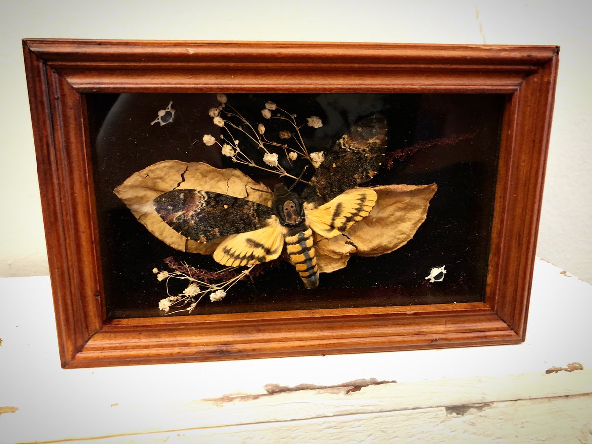 PastNeverSeen's tweet photo. Available #macabreartist #pastneverseen #horror #art #vintage #homedecor #terrarium #flower #taxidermy #macabre #deathheadmoth #nature #oddities #curiositiesforsale #curiosities #moss #moth #deathmoth #silenceofthelambs #deathhead #halloween #halloweendecor #beautifulbizzare https://t.co/GlnBWRh8jU