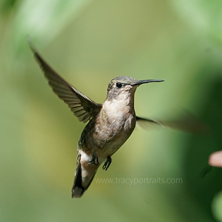 tracyportraits's tweet photo. Ruby Throated Hummingbird. @Saskatchewan #photography #SaskTrailsPhotoContest @weatherchannel #YourSask #NaturePhotography #exploresask @CanGeo #sharecangeo @weathernetwork #prairiesnorth #sonya9 #sony200600 #hummingbird #rubythroatedhummingbird https://t.co/JuvFirK2Rg