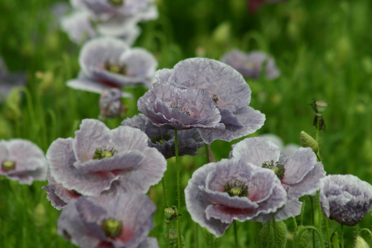 grey poppy: sleep and peace