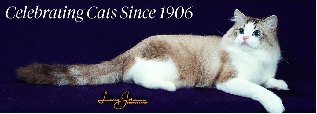 some background: since 2014 at least?? i have been doing these threads of the annual cat fanciers' association cat show winners because they are just completely bonkers and absurd