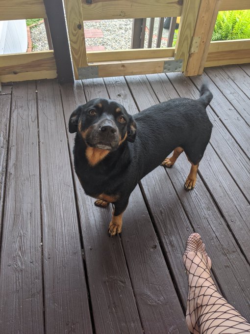 My doggie dog... 😍 https://t.co/MutAcvZA6K