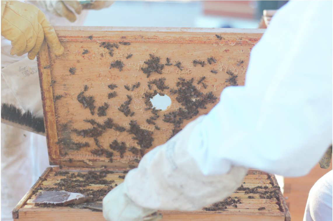 The Flow frames inside our Flow Hives allows our beekeepers to control and regulate the amount of honey being harvested over an entire season. Bee harvesting largely depends on many factors, including local climate, available forage and the strength of the hive.