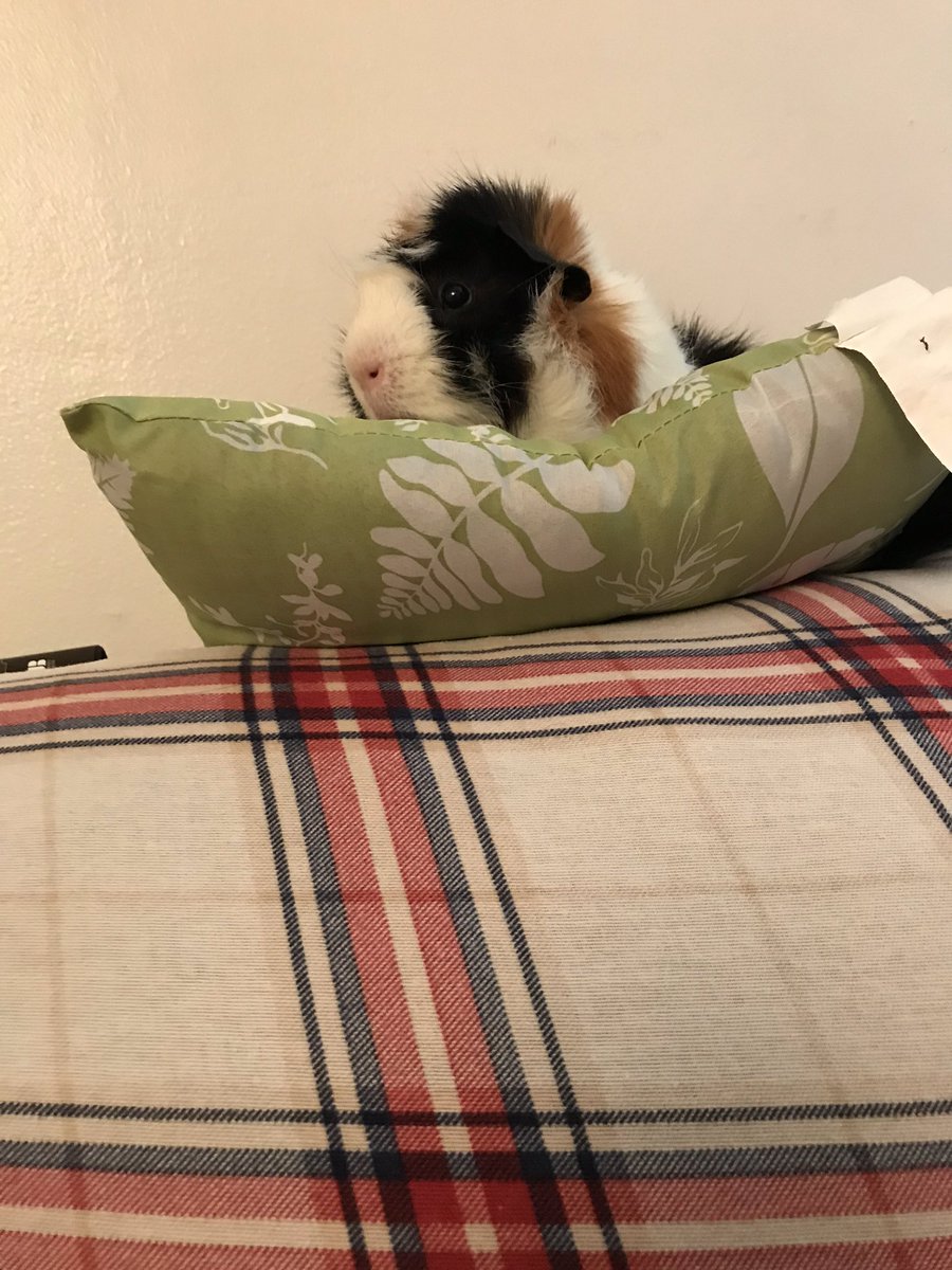 PigsWolf's tweet photo. King Pablo surveys his kingdom from atop the couch. 👑 https://t.co/kRybXBkug9