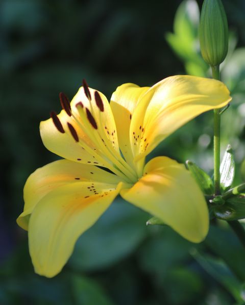 day lily: motherhood