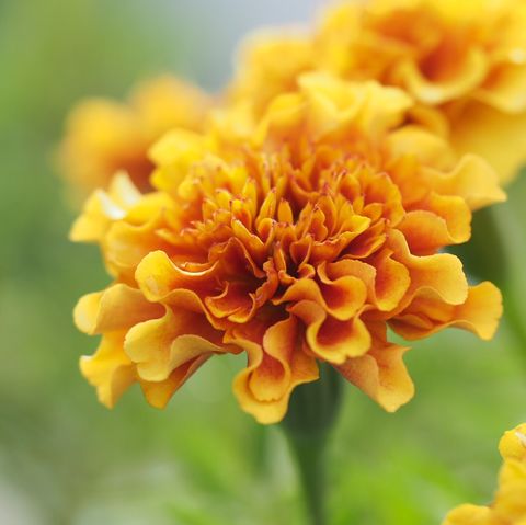 marigold: passion, courage, and creativity