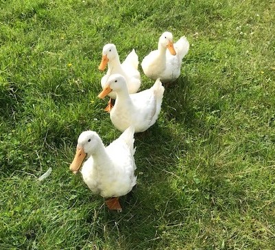 No need to queue - just book your ticket in advance! We're open this Friday and Saturday outdoors £5 a head #laganvale #farmfun #daysoutwiththekids

bookwhen.com/laganvale