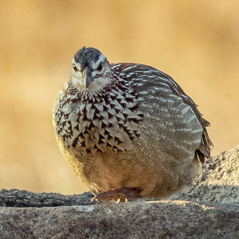 The beautiful plumage of the Crested Francolin, with its arrow chest markings, is impressive for such a common bird about Kruger. 😀
.
.
.
#crestedfrancolin #greaterkruger #klaserieprivatenaturereserve #birdphotography #naturephotography #lifejourney4… instagr.am/p/CDzGm7FMMrN/