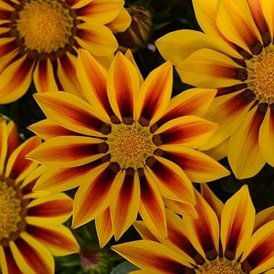 gazania: richness