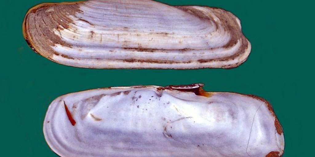 sdac's tweet photo. What is it? Hint: This type of clam looks like a very long fingernail. #whatisitwednesday #archaeology #museumfromhome #sdmuseumsathome https://t.co/GJ9eFDAWSD