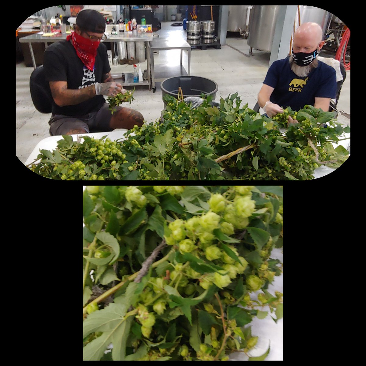 TritonBrewing's tweet photo. It's #hop #harvestday! The #brewcrew is busy #handpicking our #hopcones (#strobiles) for an upcoming #wethopped #Star19IPA! We will keep you posted on when that tasty treat is available. In the meantime, #Hoppy #Wednesday from your friends at @TritonBrewing! https://t.co/kDVW6Oeprw