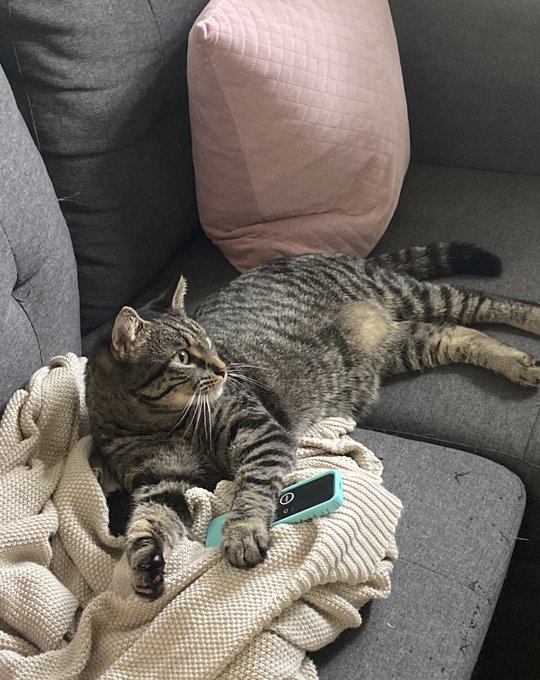 He’s watching his favorite show has not left the couch all day https://t.co/E2fpDTbmoc