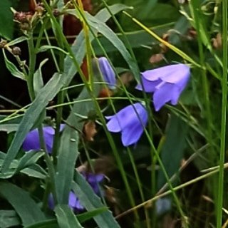 hilkkalaronia's tweet photo. Et voi arvostella ketään tietojasi enempää ja miten pienet tietosi ovatkaan.
- Kahlil Gibran
#kukka #iltalenkki #kissankello #ruusu #kultapiisku #pietaryrtti #iltalenkki #oulu #suomi #finland #finnland #ihanailta #hyvääyötä #hyvällämielellä #ämmiläkiittääjakuittaa💕🌹 https://t.co/QeQupoGwIz
