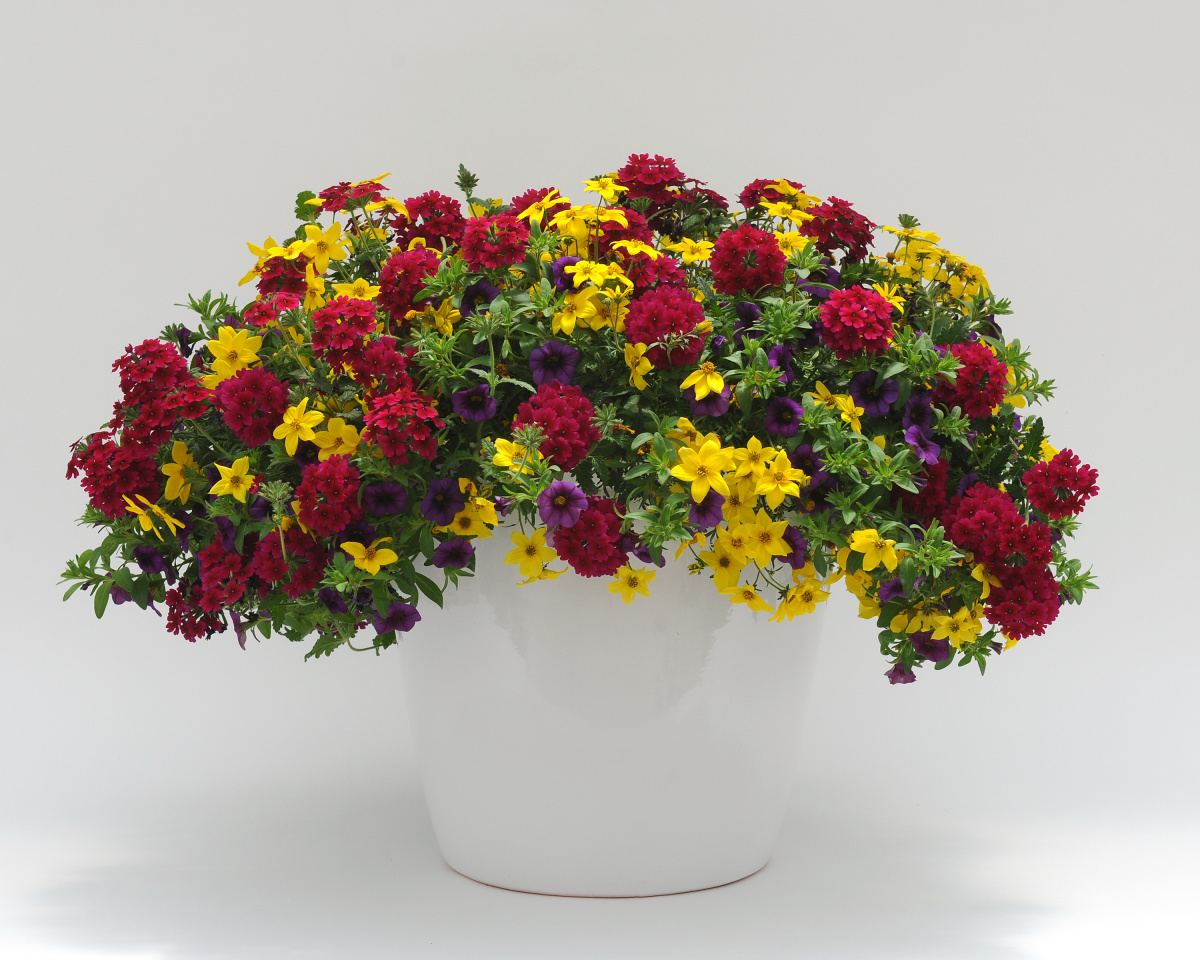 BallColorLink's tweet photo. Did you know....
#August is #NationalCrayonCollectionMonth?
With that in mind lets take a look at the gorgeous #Trixicombo, #CrazyforCrayons 3 in 1: #Bidens Namid Early Yellow, #Calibrachoa #MiniFamous Neo Dark Blue and #Verbena Lascar Burgundy
#Gorgeous https://t.co/0xr3nJP6Ni