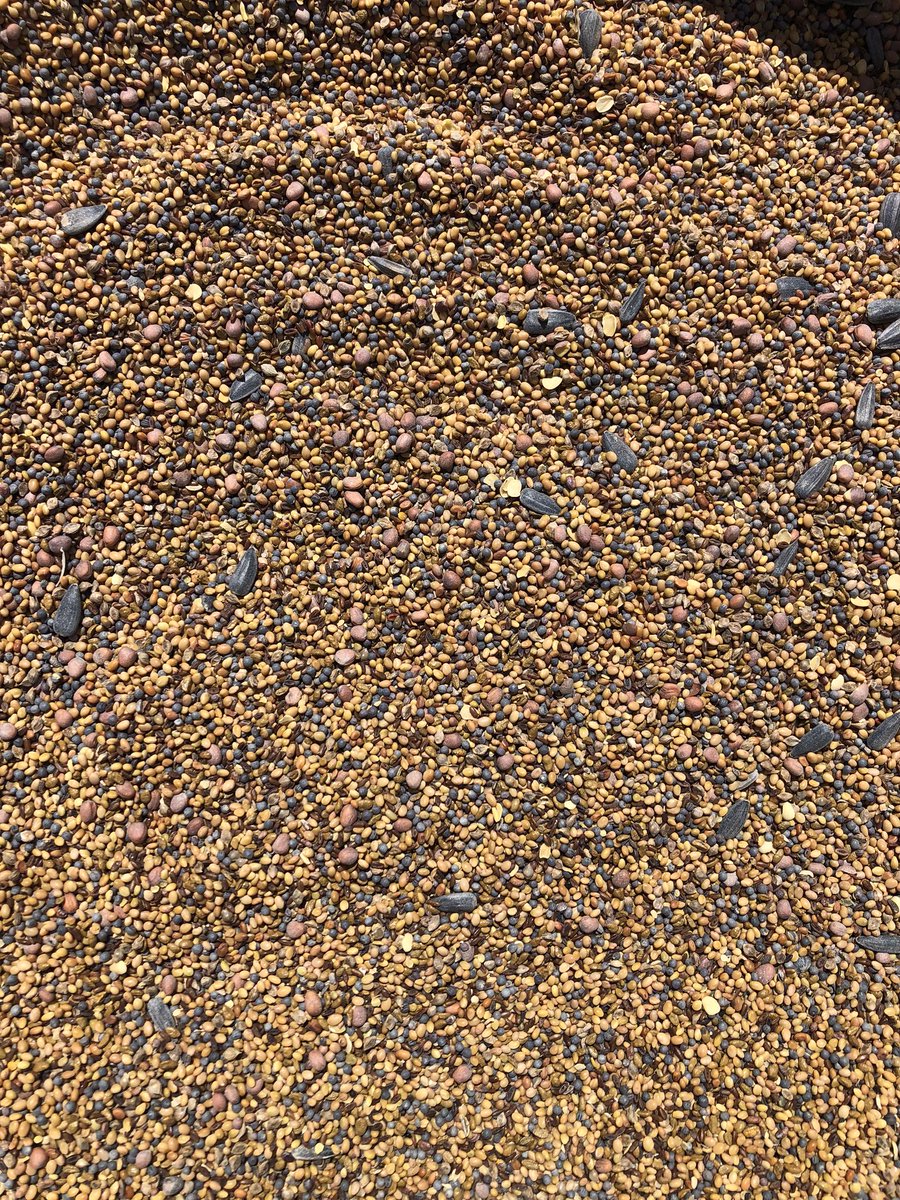 Same field today.   Being chased by the pivot as I put in a grazing/cover crop mix for the cows this winter.  Winter Cereals and mixture in pic.  Great low cost feed and it’s good for the soil.