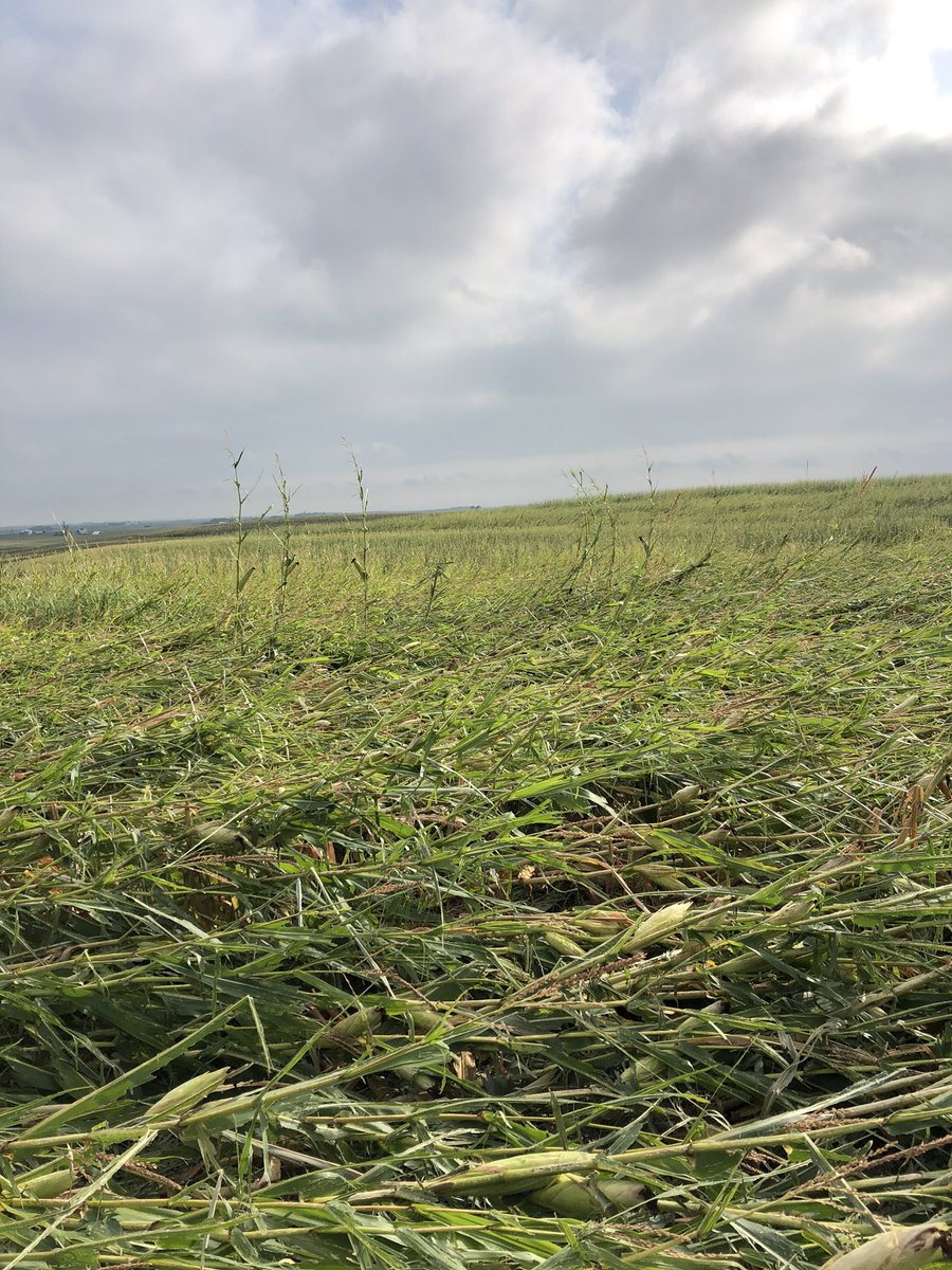 nschultz2014's tweet photo. More storm damage in Northern Carroll Co where #derecho2020 first picked up steam. Important PSA on scouting hail damaged corn - SAFETY GLASSES people!!! https://t.co/k7xfrD9Wu3