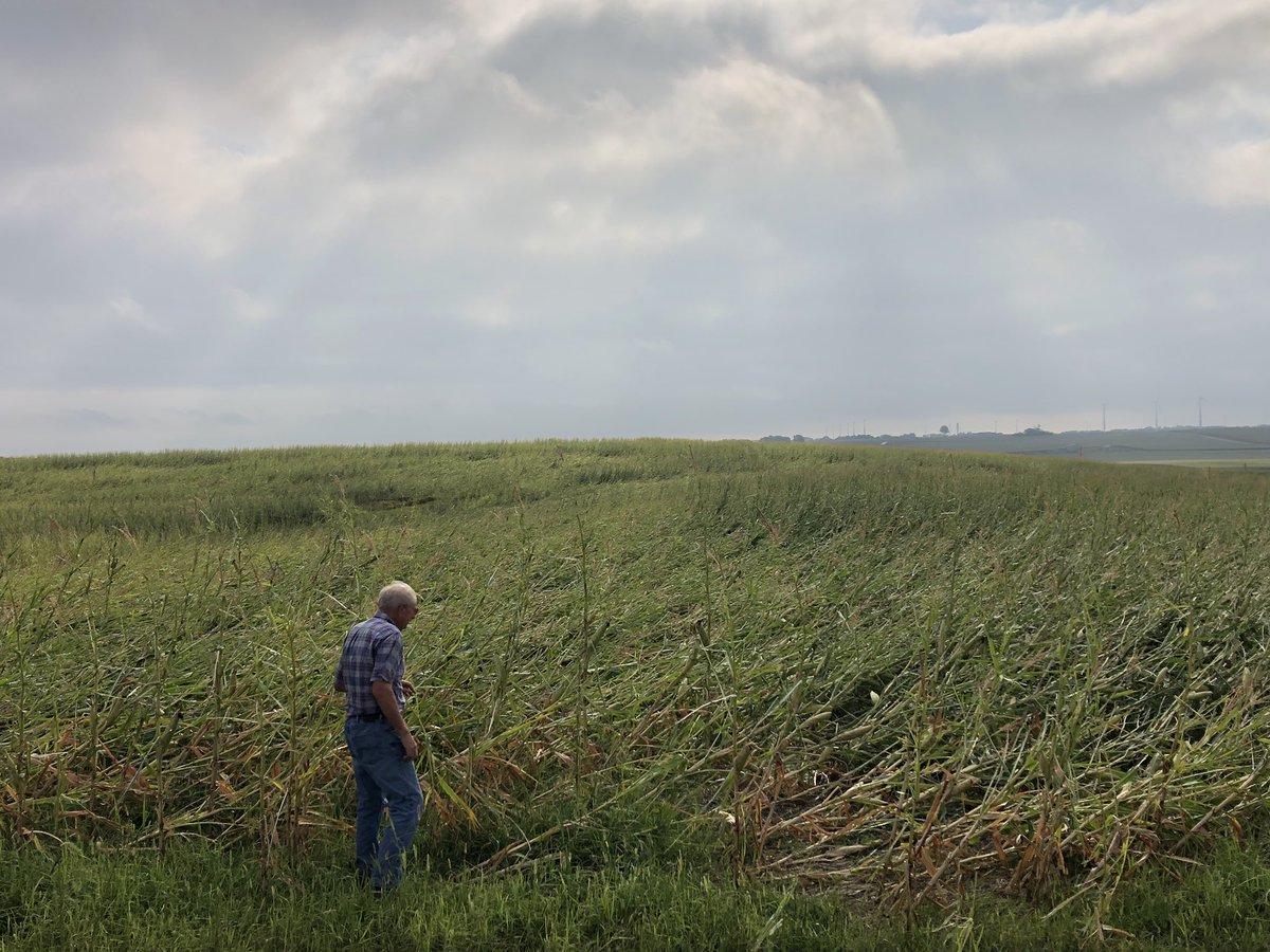 nschultz2014's tweet photo. More storm damage in Northern Carroll Co where #derecho2020 first picked up steam. Important PSA on scouting hail damaged corn - SAFETY GLASSES people!!! https://t.co/k7xfrD9Wu3