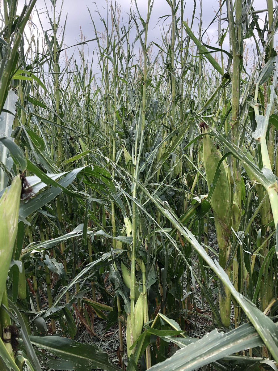 nschultz2014's tweet photo. More storm damage in Northern Carroll Co where #derecho2020 first picked up steam. Important PSA on scouting hail damaged corn - SAFETY GLASSES people!!! https://t.co/k7xfrD9Wu3