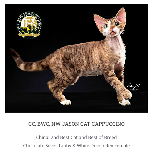 china's top cats are usually extra great. the top cat is just a big ball of fluff without an interesting name but right underneath? fuckin JASON CAT CAPPUCINO