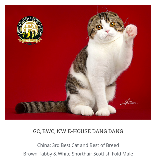 e-house dang dang also whips, what a little square cat