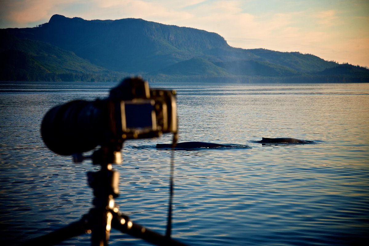 You'll want to have your camera ready on our cruises and whale watching tours, but make sure to step back from the camera to take in the scenery! bit.ly/3eNmdMe