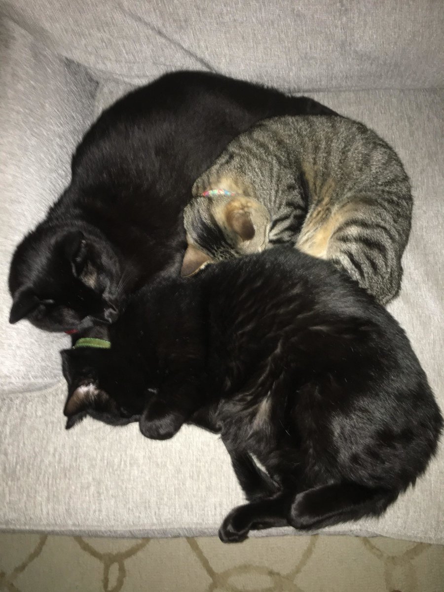 MeowMoeDotCom's tweet photo. Being #Adorable is such #Hard work....we #Deserve a #Nap!
#Cats #Cat #Kittens #Kitten #Kitty #Pets #Pet #Meow #Moe #CuteCats #CuteCat #CuteKittens #CuteKitten #MeowMoe #Workwe
https://t.co/DoUs6qeBPd https://t.co/SdNCHK600z