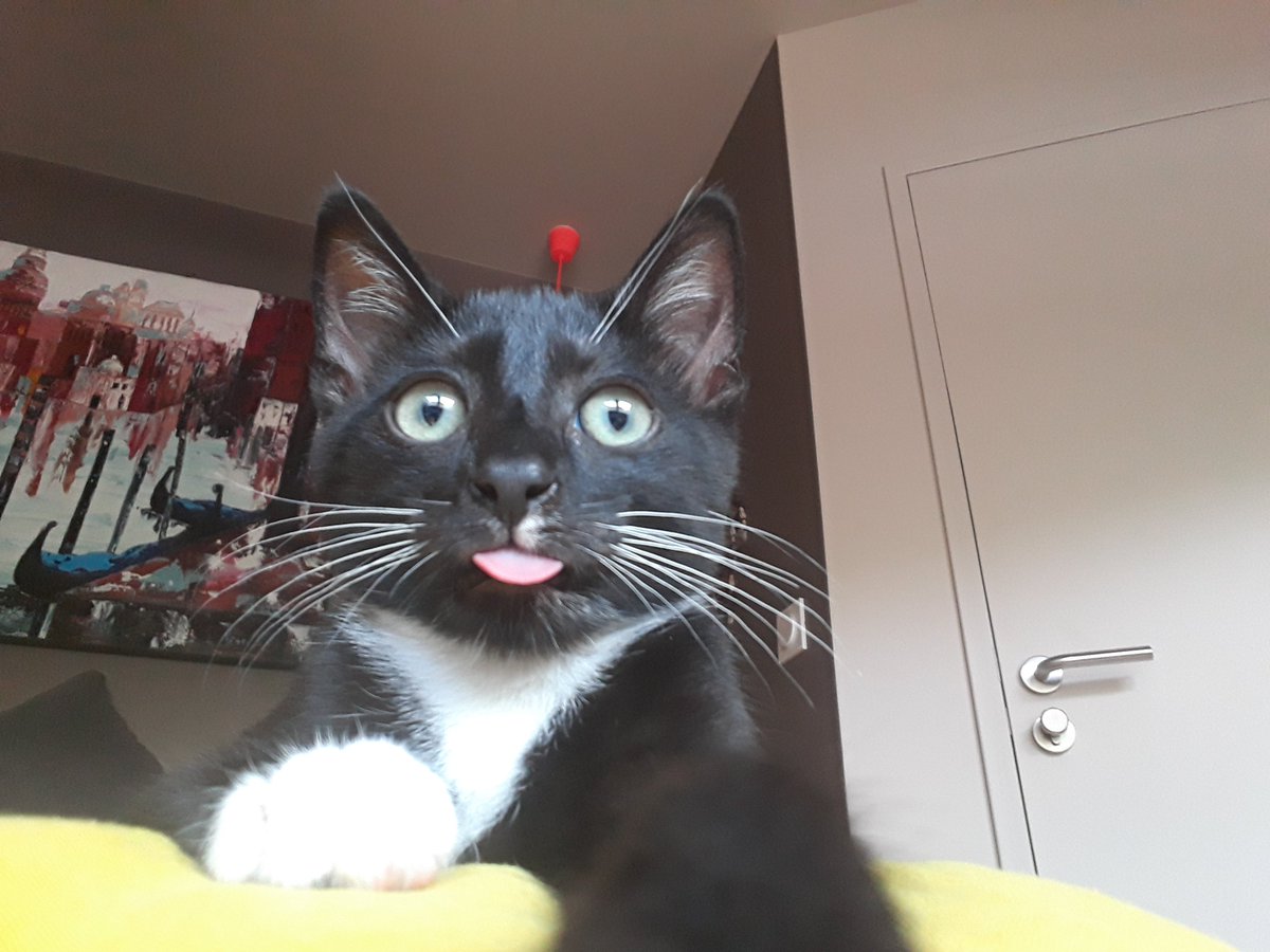 InCatWeTrust1's tweet photo. 🐾This one is a mix between #TongueOutTuesday and #whiskerswednesday... 😹

Also it looks like the kitten took a selfie... Cat friends, could you also show us your favorite #catselfie?? 😸💕

#CatsOfTwitter https://t.co/1QE0XoIWY7