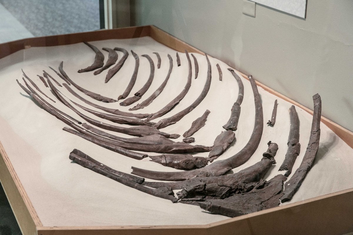 SUE's gastralia—a set of rib-like bones stretching across the belly—were also discovered in 1990. Before we knew how they fit in with the rest of the skeleton, these bones were displayed in a separate case.  #Happy30SUE